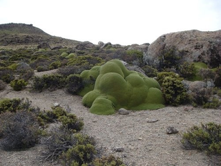 Illustration for article titled The Oldest Living Things in the World